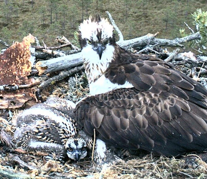 Latvian Osprey Nest ~ 2014 ~ P&#275;rkons & Lauma - Page 10 Y121710