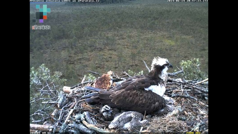 Latvian Osprey Nest ~ 2014 ~ P&#275;rkons & Lauma - Page 10 Y122010