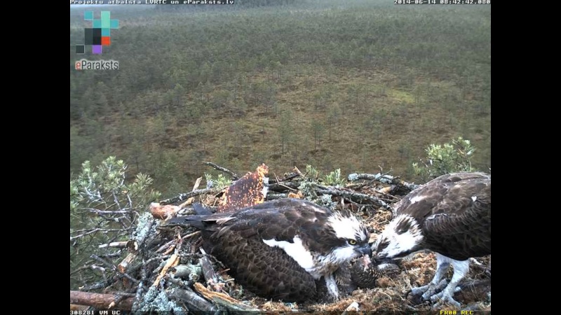 Latvian Osprey Nest ~ 2014 ~ P&#275;rkons & Lauma - Page 8 Y1229810