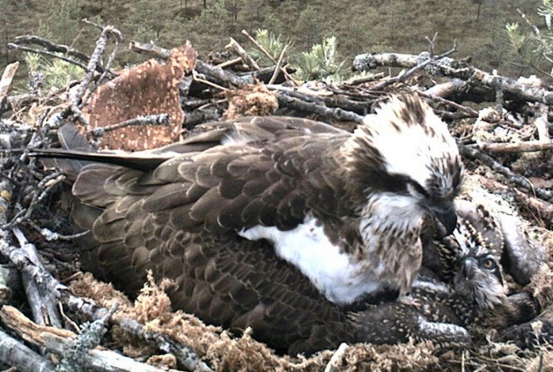 Latvian Osprey Nest ~ 2014 ~ P&#275;rkons & Lauma - Page 4 Y1231210