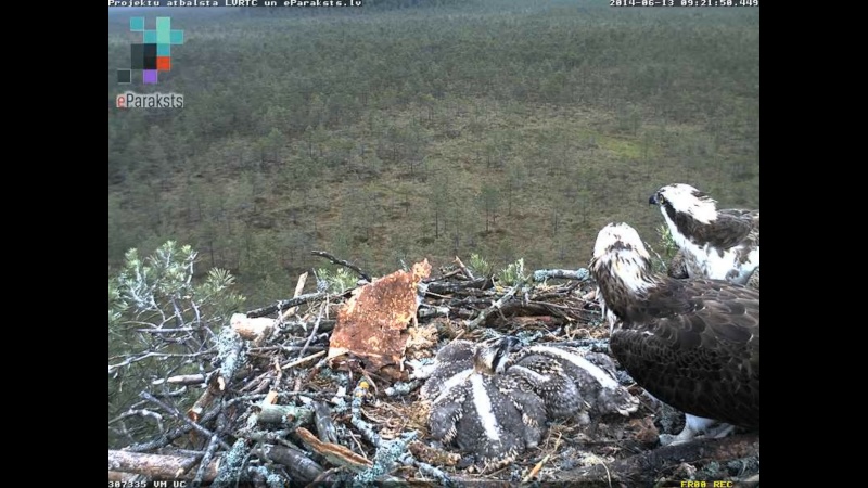 Latvian Osprey Nest ~ 2014 ~ P&#275;rkons & Lauma - Page 3 Y1234010