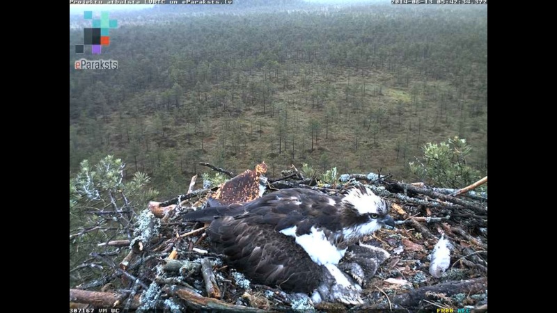 Latvian Osprey Nest ~ 2014 ~ P&#275;rkons & Lauma Y1234313