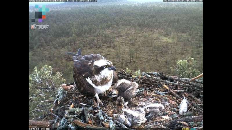 Latvian Osprey Nest ~ 2014 ~ P&#275;rkons & Lauma Y1234314