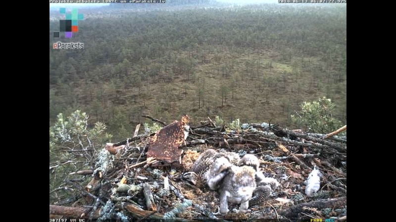 Latvian Osprey Nest ~ 2014 ~ P&#275;rkons & Lauma Y1234315