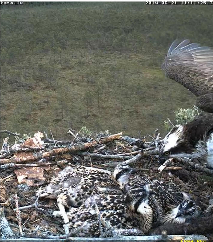 Latvian Osprey Nest ~ 2014 ~ P&#275;rkons & Lauma - Page 31 Y5510