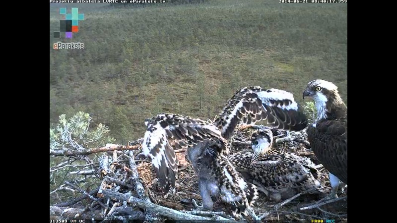 Latvian Osprey Nest ~ 2014 ~ P&#275;rkons & Lauma - Page 31 Y6710