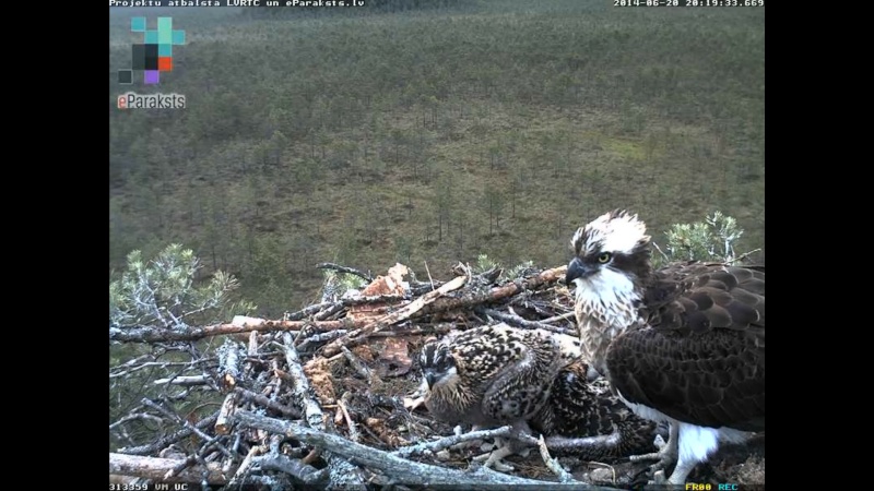 Latvian Osprey Nest ~ 2014 ~ P&#275;rkons & Lauma - Page 29 Y7610