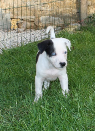 8 chiots croisés border Jimmya10