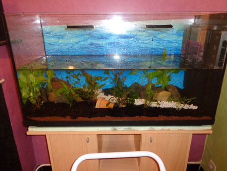 Mon aquarium de 200L Aquari16