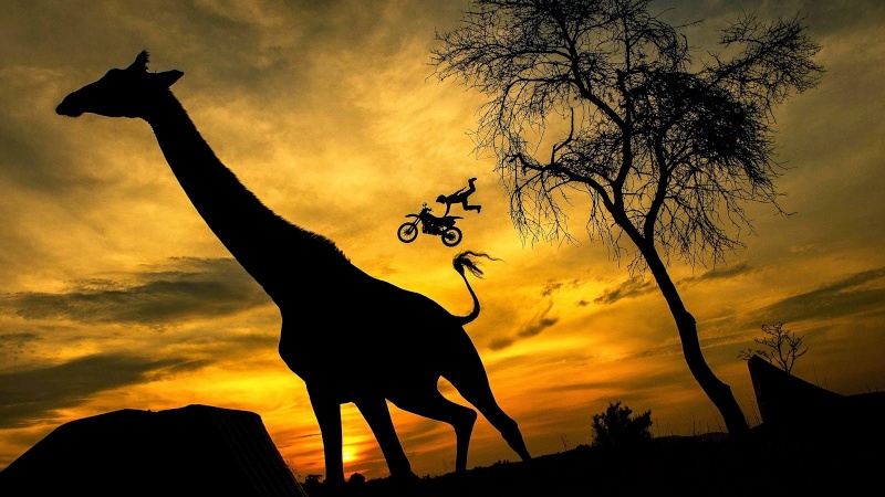 I'm sure this is photoshopped but .... cool Giraff10