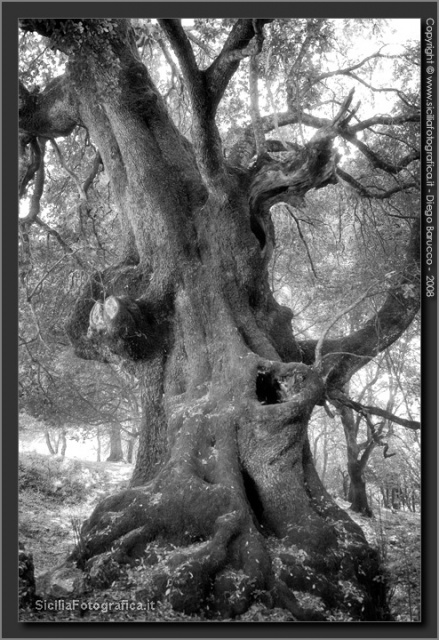 Crepe Myrtle 3 Years Progression - Page 2 _mg_7010