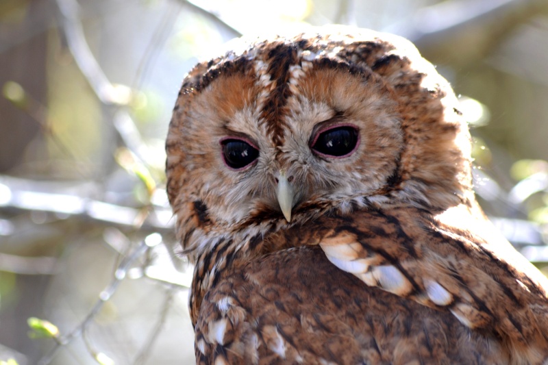 La photographie animalière et de nature Dsc_0281