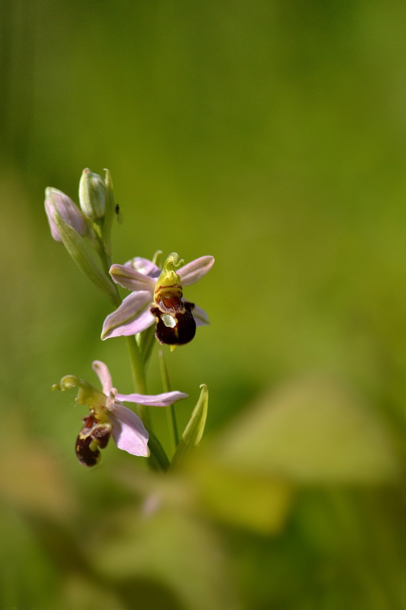 La photographie animalière et de nature Ophrys10