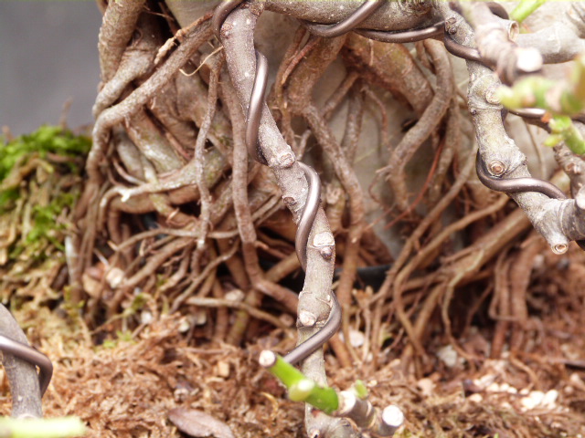 ficus carica on stone...3 years of evolution - Page 3 P1190011