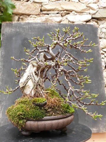 ficus carica on stone...3 years of evolution - Page 2