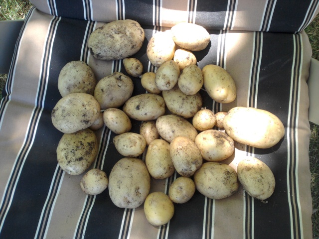 potato harvest Img_2010