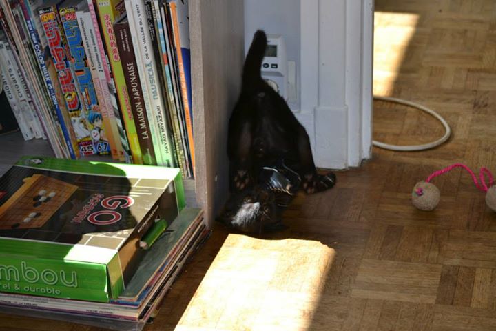 Japan, chaton mâle noir type européen, né le 01/05/2014 10514710