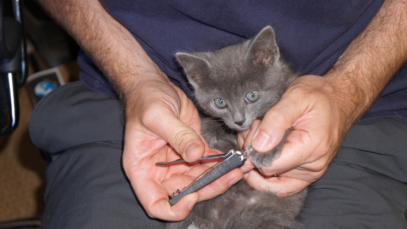 Jasmin, chaton mâle robe bleue née en mai 2014  Dsc03019