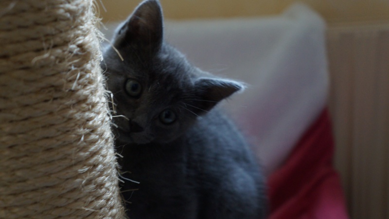 Jasmin, chaton mâle robe bleue née en mai 2014  Dsc03110