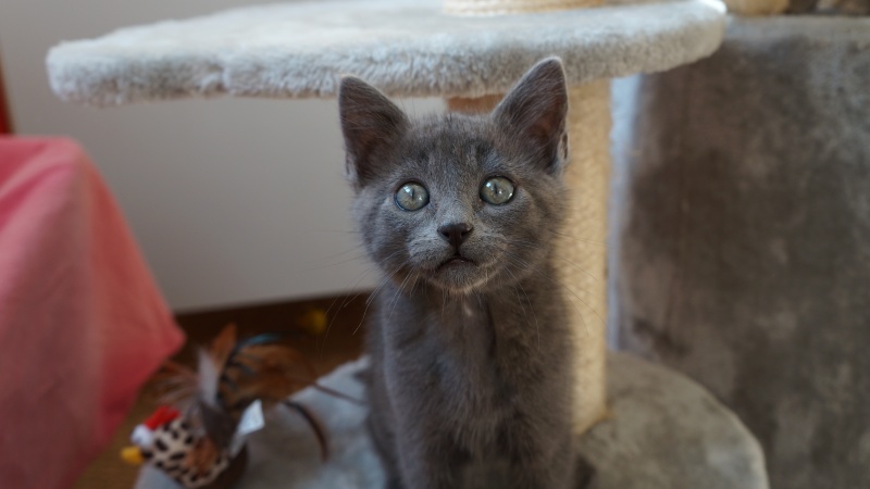 Jasmin, chaton mâle robe bleue née en mai 2014  Dsc03210