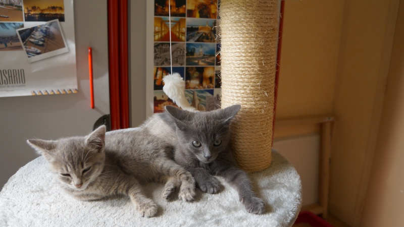 Jasmin, chaton mâle robe bleue née en mai 2014  Dsc03314
