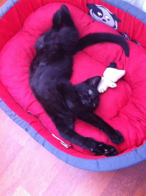 JUNIOR, chaton européen noir, né le 01/03/2014 Img_1610