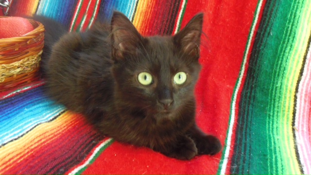 Joconde, chatonne type européen noire, née le 01/07/2014 Imgp6417