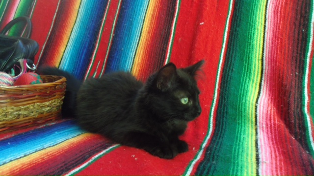 Joconde, chatonne type européen noire, née le 01/07/2014 Imgp6419