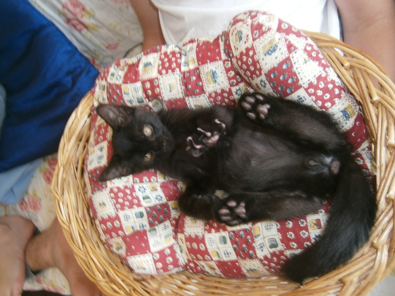 Japan, chaton mâle noir type européen, né le 01/05/2014 Japan210