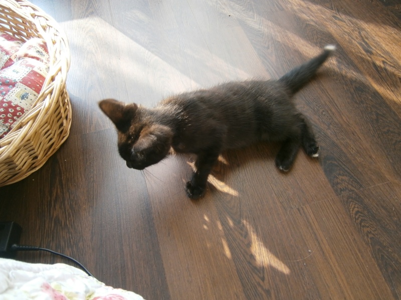Jappeloup, chaton mâle type européen, noir avec tâche blanche, né le 01/05/2014 Jappel10