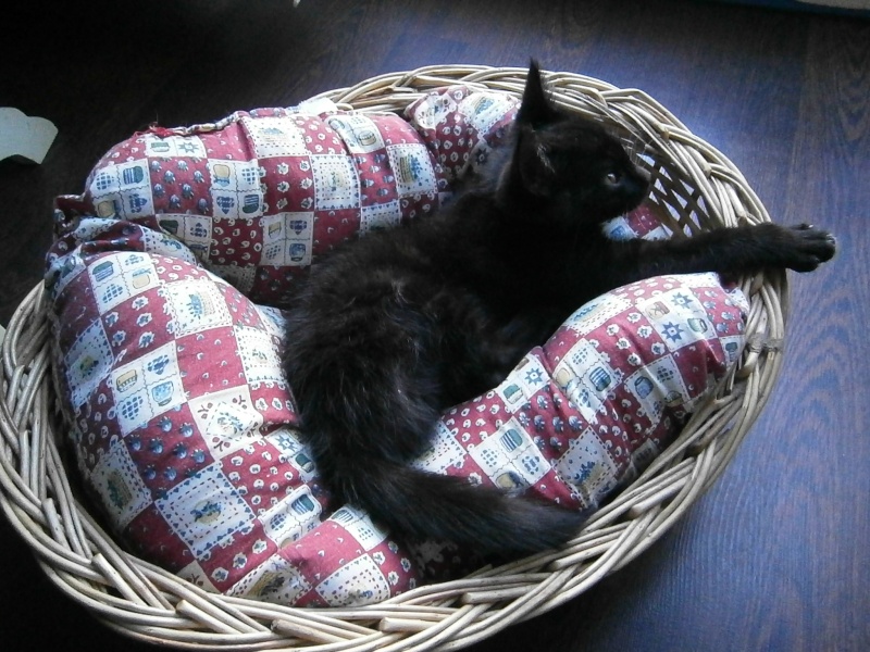 Japan, chaton mâle noir type européen, né le 01/05/2014 P7210410