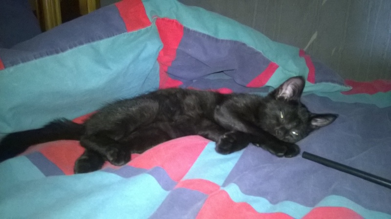 Jameson, chaton noir né le 11/04/2014 Wp_20110
