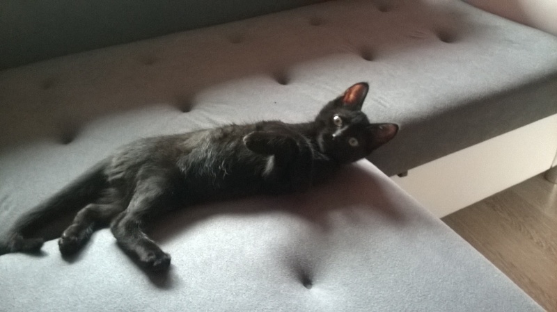 Jameson, chaton noir né le 11/04/2014 Wp_20111