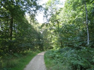 Visite " virtuelle " de la forêt  Dans2010