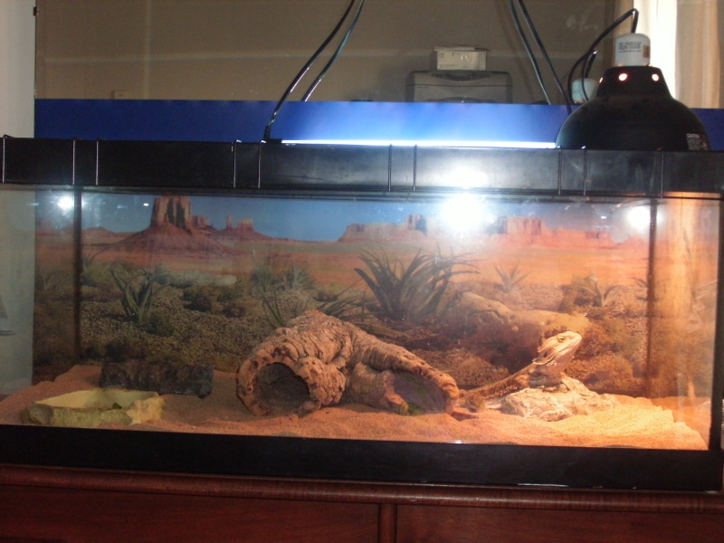 setup terrarium dragon barbu 75 gallons - Agamidés & Iguanidés/Iguana's &  Agamids - Nimo