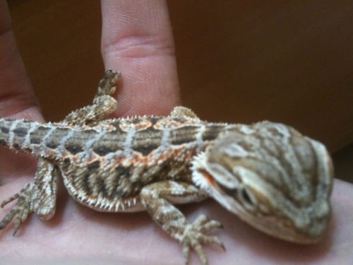 Mon pogona ya 1 mois de sa ! ( grisou ) My_pog11