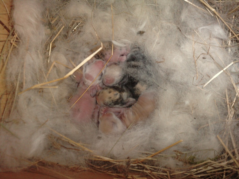 des nouvelles des bébés de Marine la lapine  P0209110