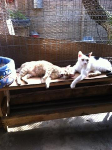 Refuge de Gina à Bucarest - chats sans solution - Img_2224