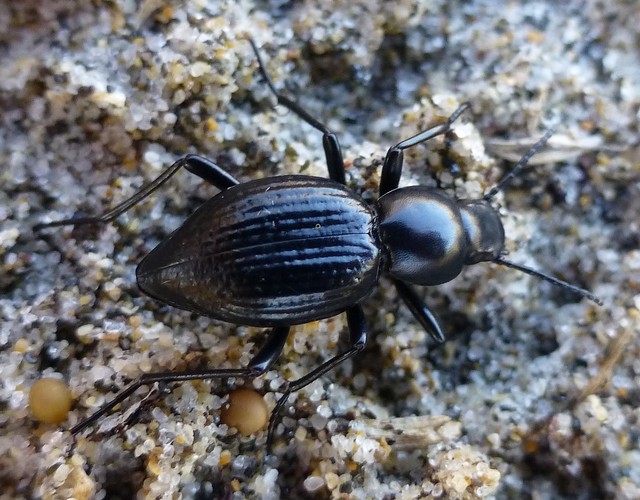 scarabée P1040310