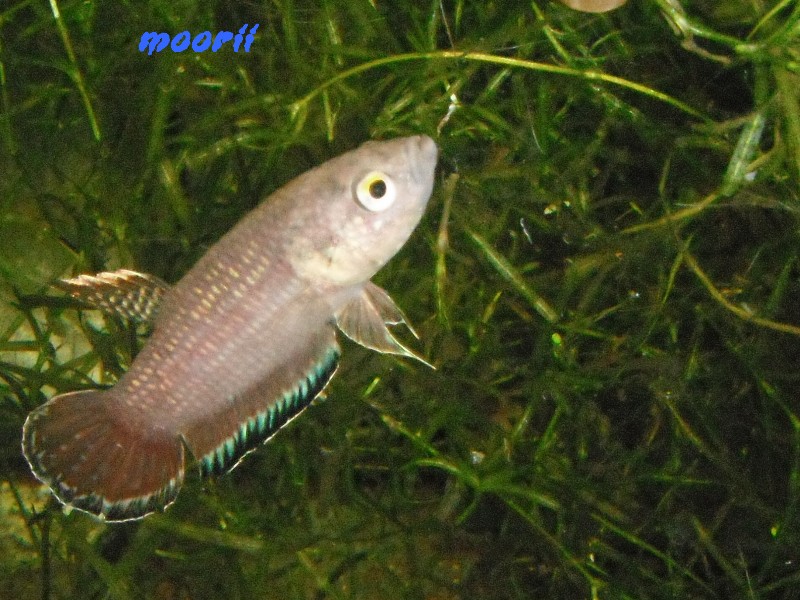 Betta simplex  1411