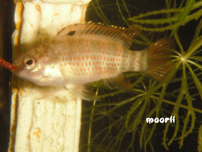 Badis sp. 'Buxar' 2412