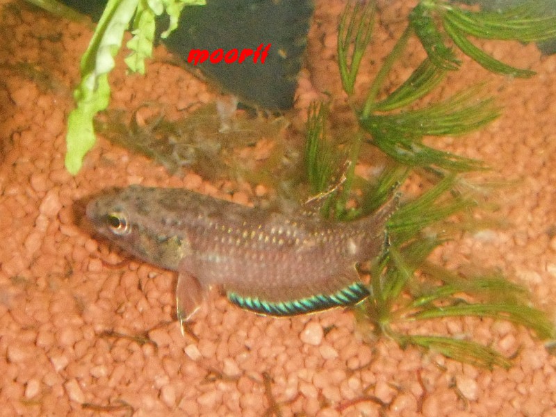 Betta simplex  3213