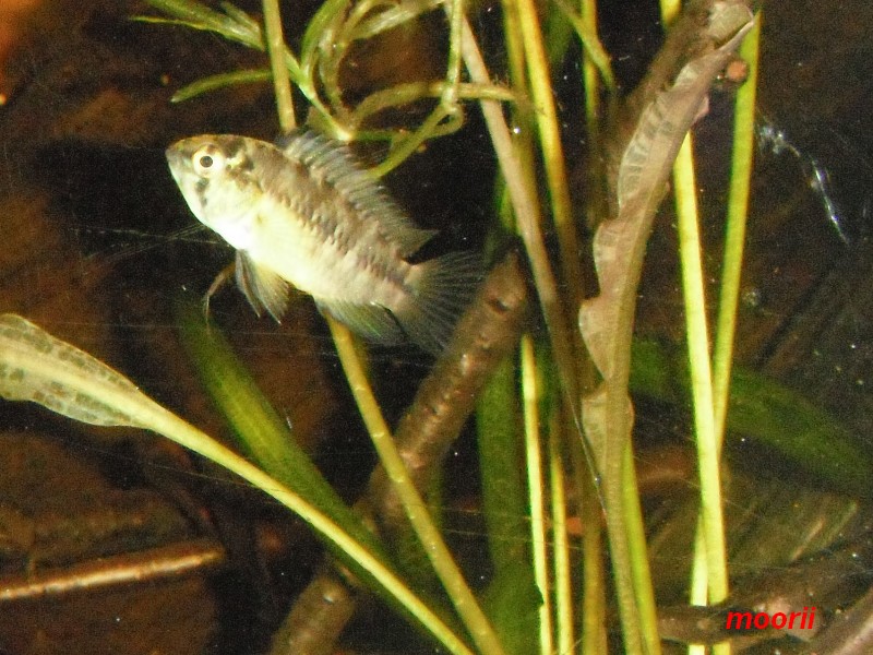 Apistogramma borellii Pantanal 7711