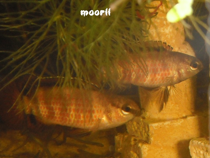 Badis sp. 'Buxar' 8011