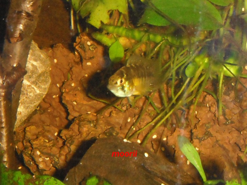 Apistogramma borellii Pantanal 8211