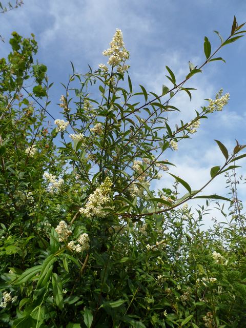 Petit arbuste sans nom........Ligustrum vulgare 00312