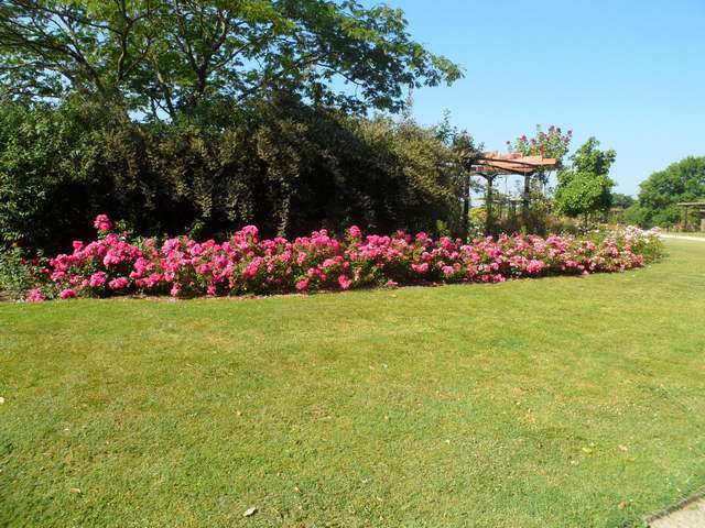 Parc floral - La Roseraie - Page 2 00317