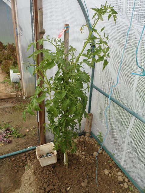 Mon Jardin potager 2014 - Page 8 00410