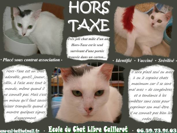 HORS TAXE - blanc - né 10/2012 - ECL CAILLEROT Hors_t10