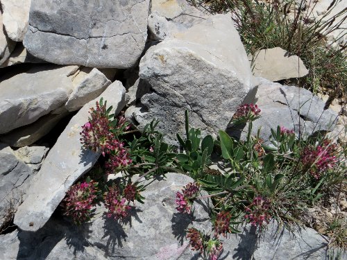 Anthyllis montana - vulnéraire des montagnes, anthyllide des montagnes Anthyl11